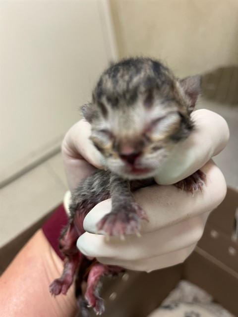 Adoptable Cat