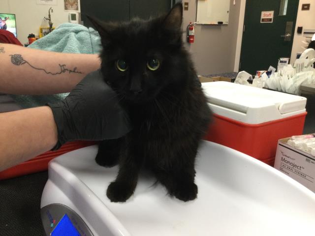 Toothless