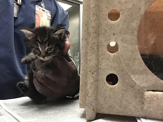 Adoptable Cat