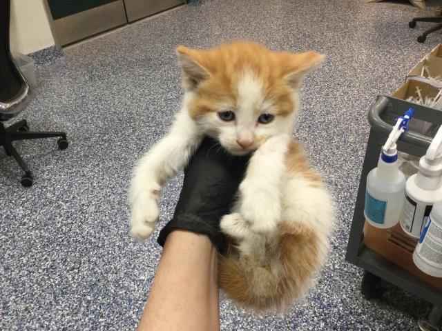 Adoptable Cat