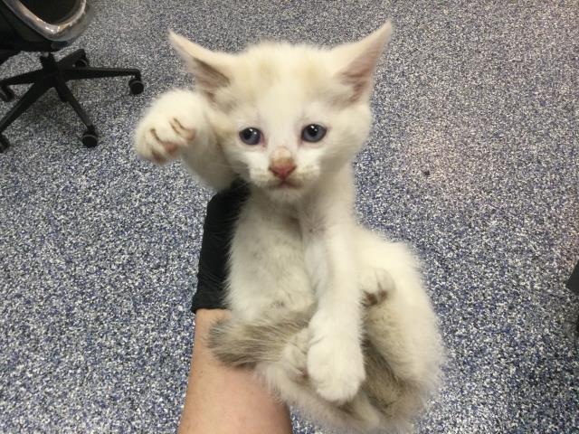 Adoptable Cat