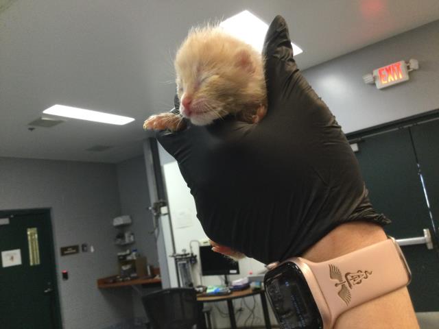 Adoptable Cat