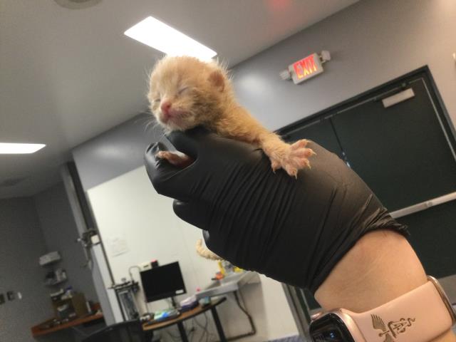 Adoptable Cat