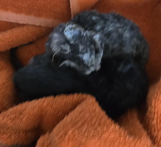 Chico