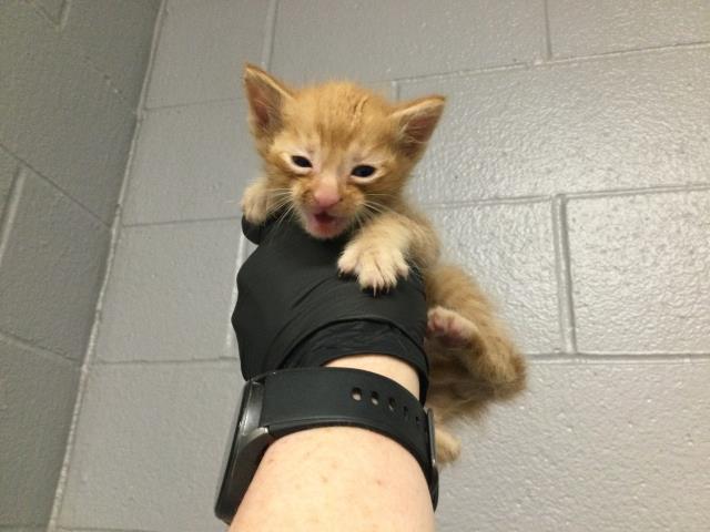 Adoptable Cat