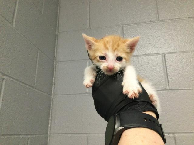 Adoptable Cat