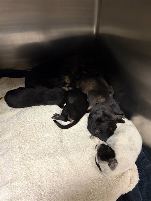 Adoptable Dog