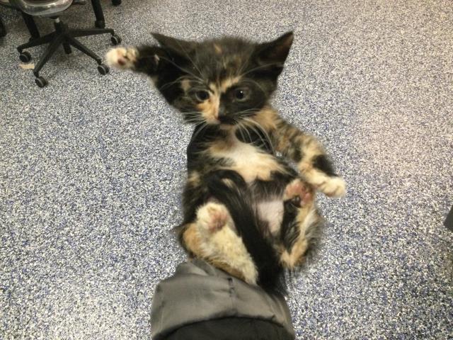 Adoptable Cat