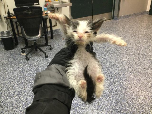 Adoptable Cat
