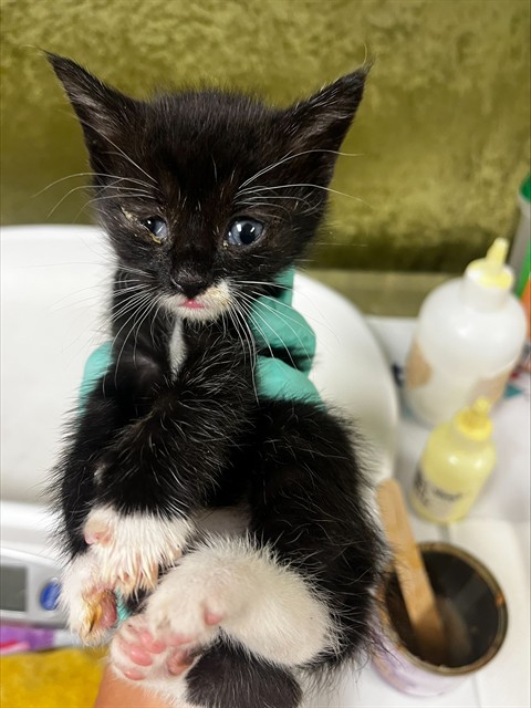 Adoptable Cat