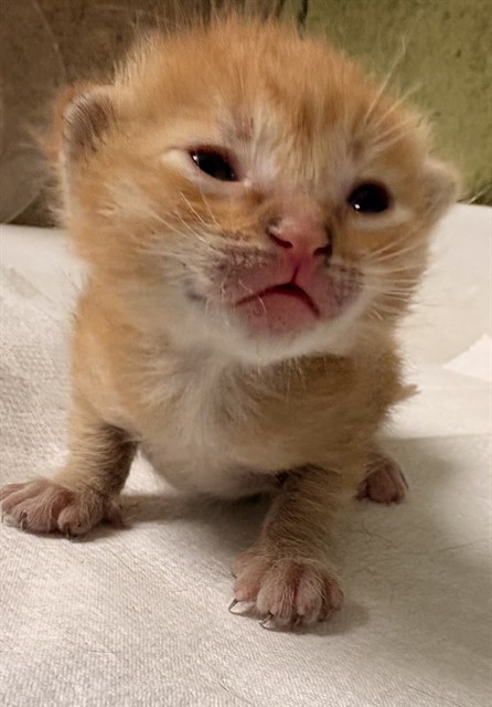 Butterscotch