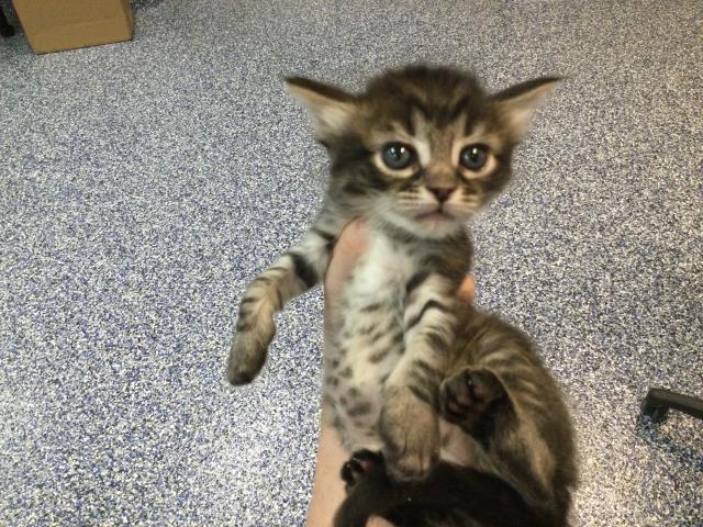 Adoptable Cat