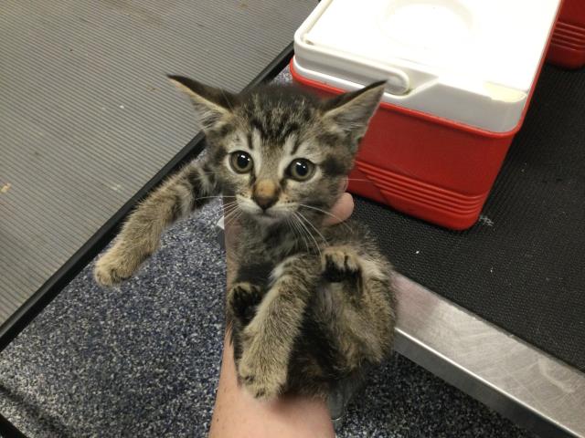Adoptable Cat