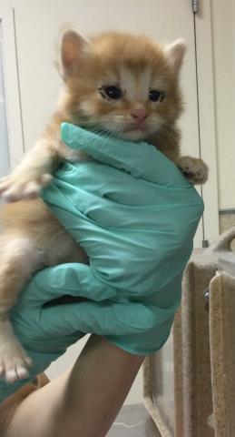 Adoptable Cat