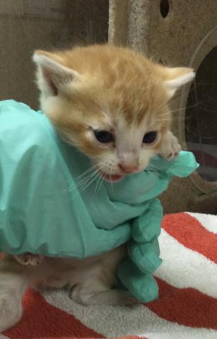 Adoptable Cat