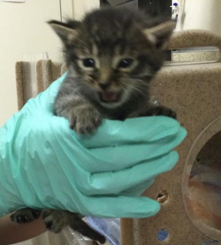 Adoptable Cat