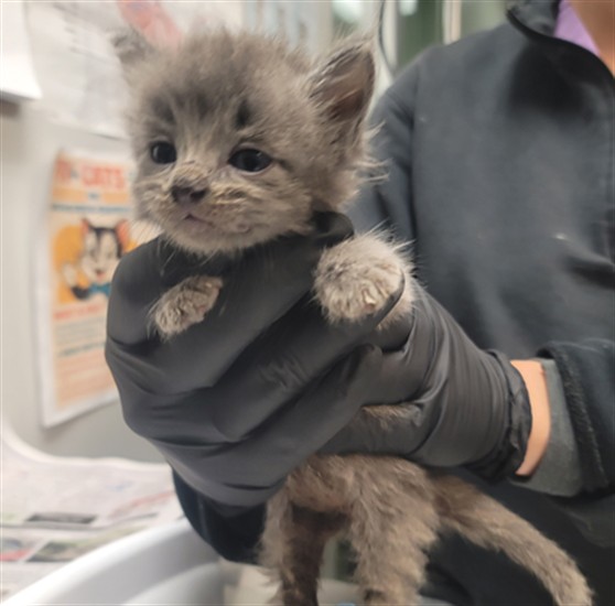 Adoptable Cat