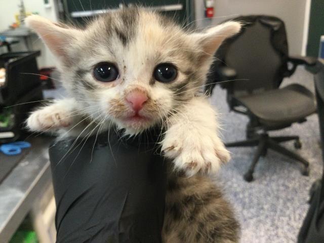 Adoptable Cat