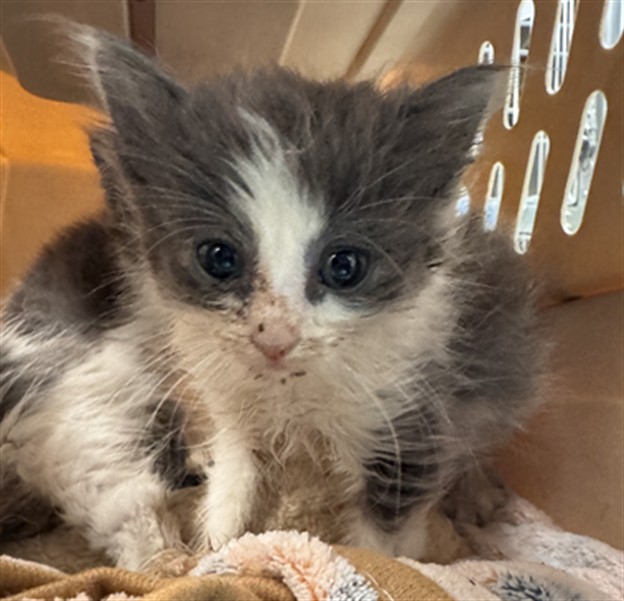 Adoptable Cat