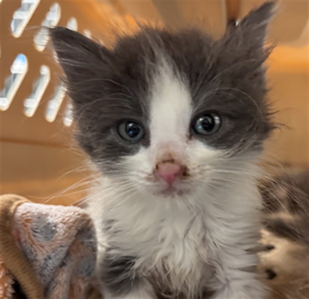 Adoptable Cat