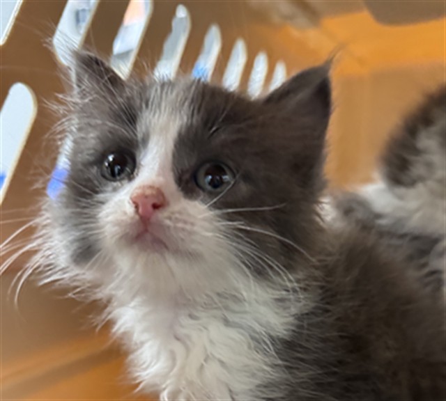 Adoptable Cat