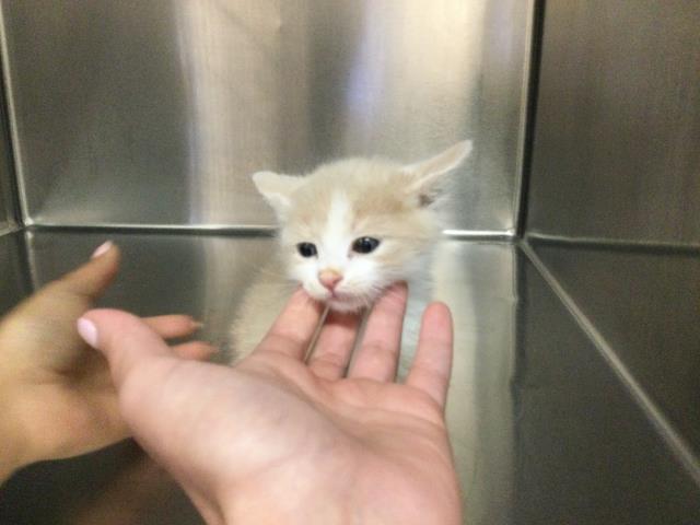 Adoptable Cat