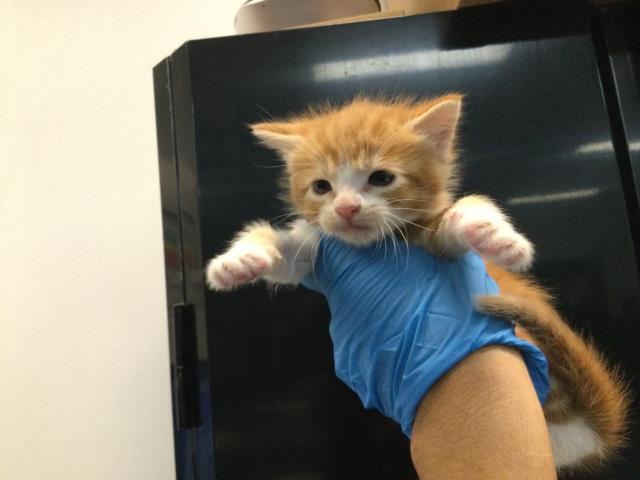 Adoptable Cat