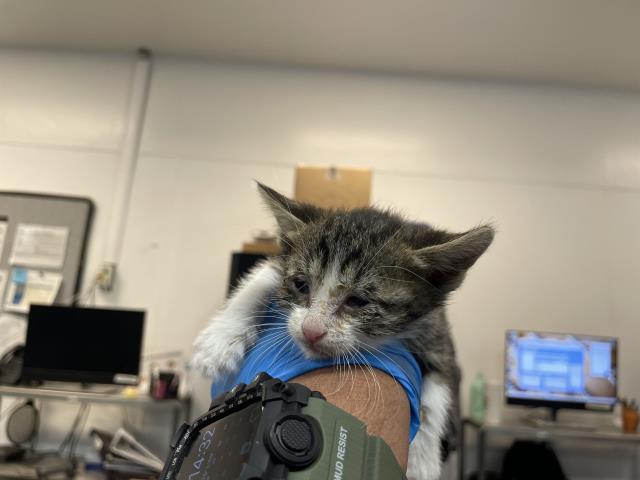 Adoptable Cat