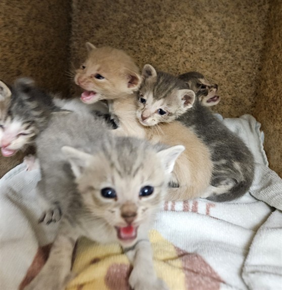 Adoptable Cat
