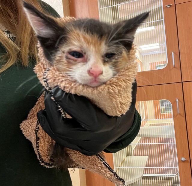Adoptable Cat