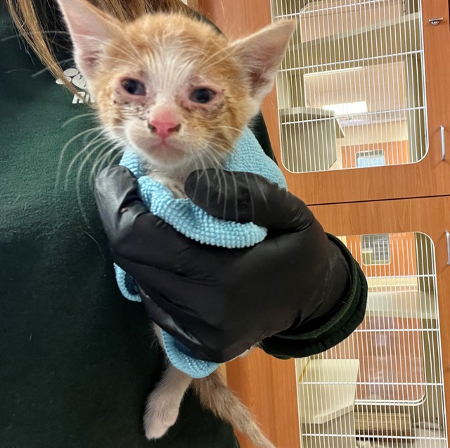 Adoptable Cat