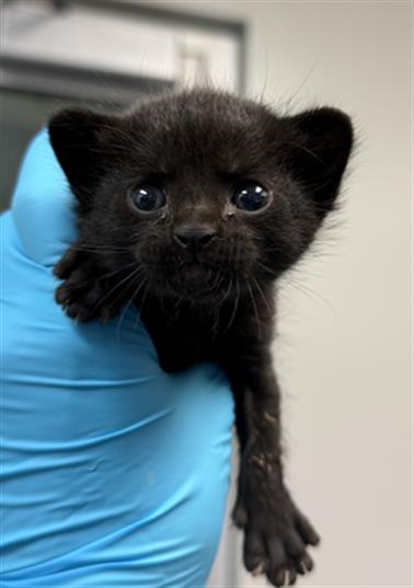 Binx
