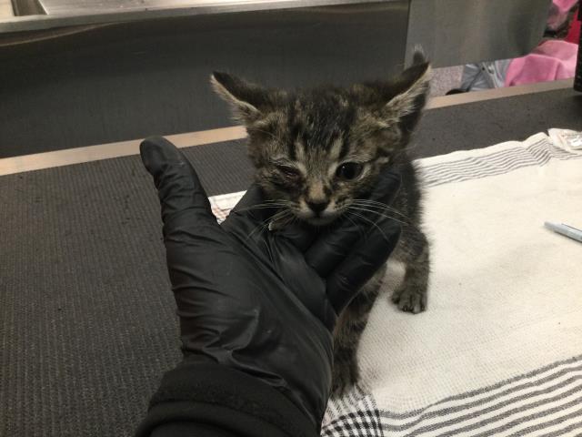 Adoptable Cat