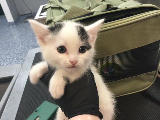 Adoptable Cat