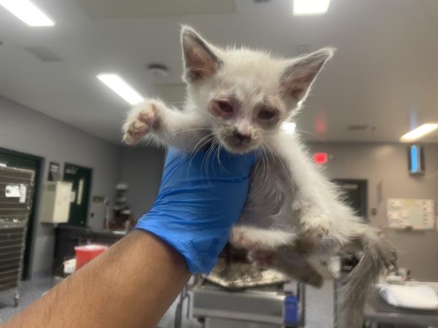 Adoptable Cat