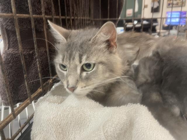 Adoptable Cat
