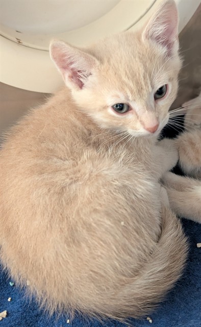 Benito