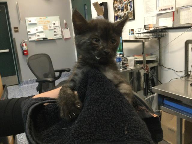 Adoptable Cat