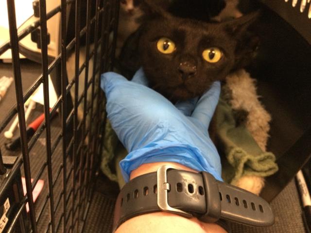 Adoptable Cat