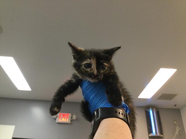 Adoptable Cat