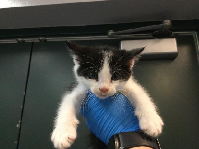 Adoptable Cat