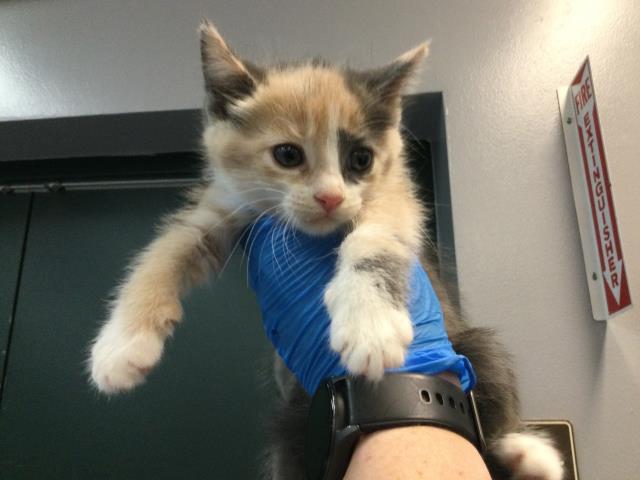 Adoptable Cat