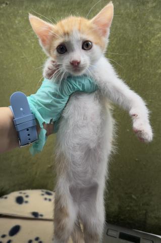 Miso