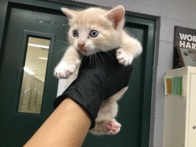 Adoptable Cat