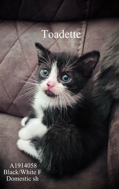 Toadette
