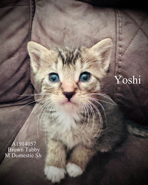 Yoshi