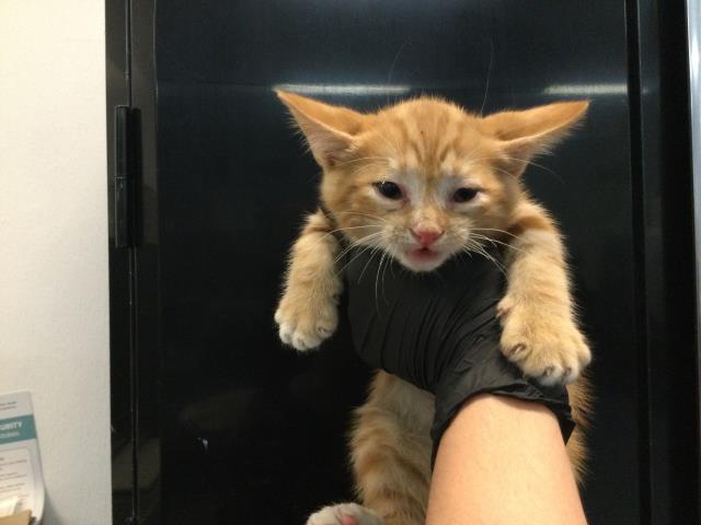 Adoptable Cat