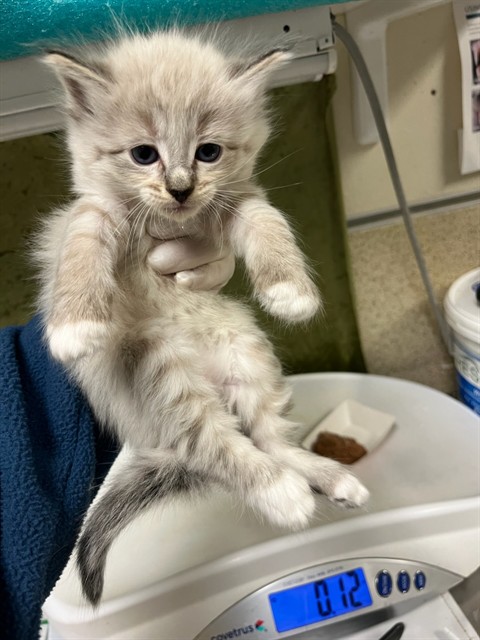 Adoptable Cat