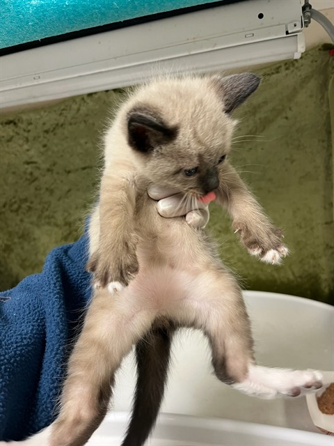 Adoptable Cat
