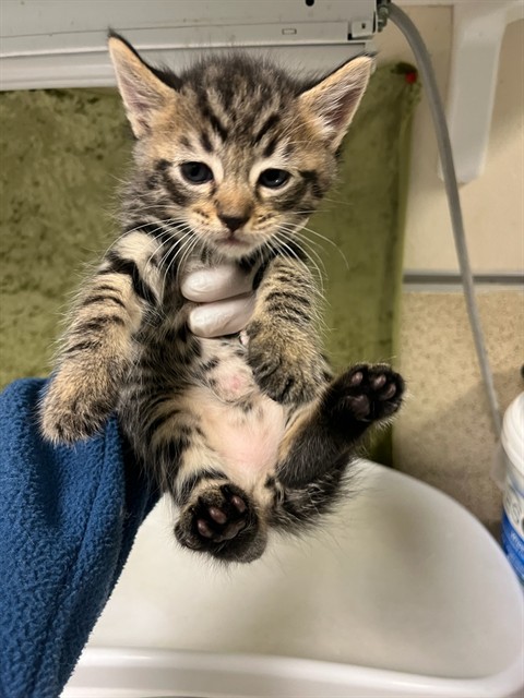 Adoptable Cat